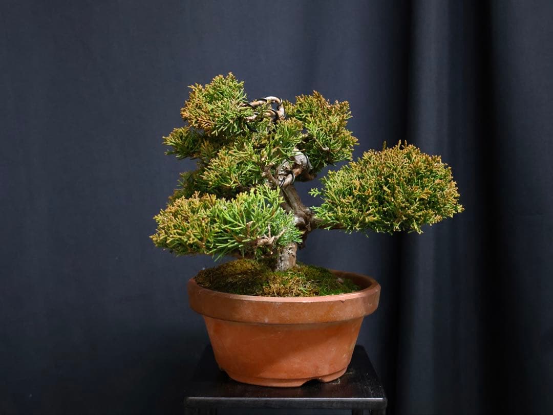 J*様 フォロワー300人記念オークション 糸魚川真柏　葉性抜群　素材小品盆栽