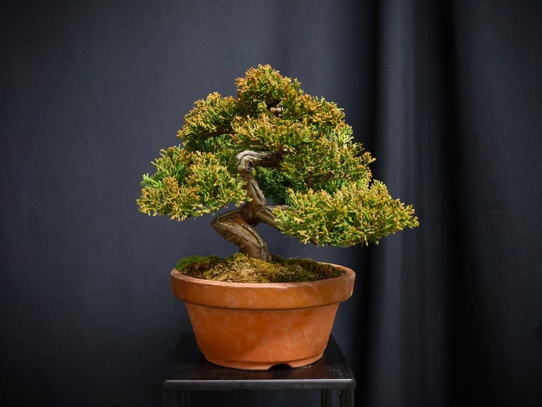 J*様 フォロワー300人記念オークション 糸魚川真柏　葉性抜群　素材小品盆栽