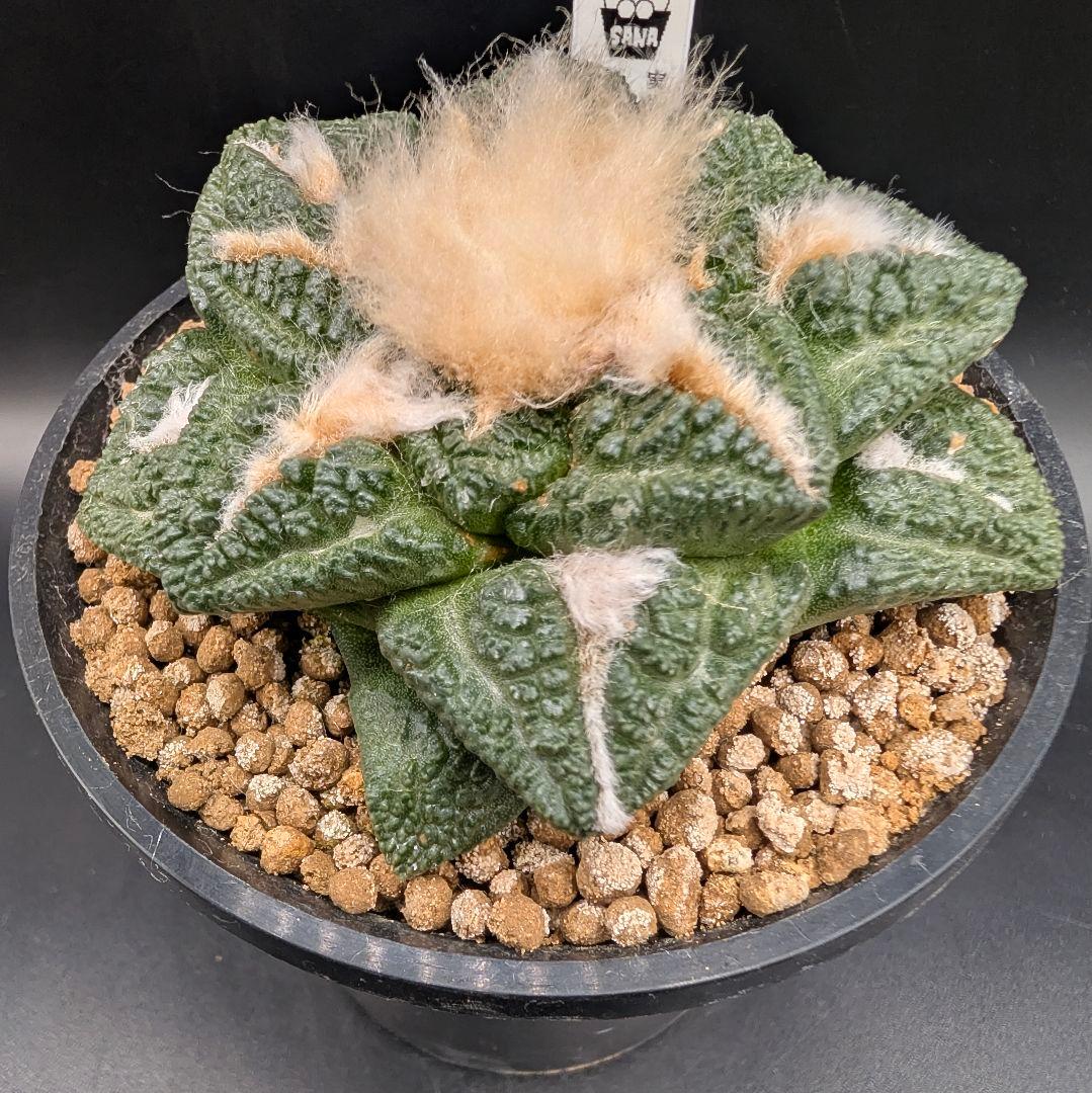 み*ん様 亀甲牡丹 国内実生 鉢植え メルカリ便送料込み