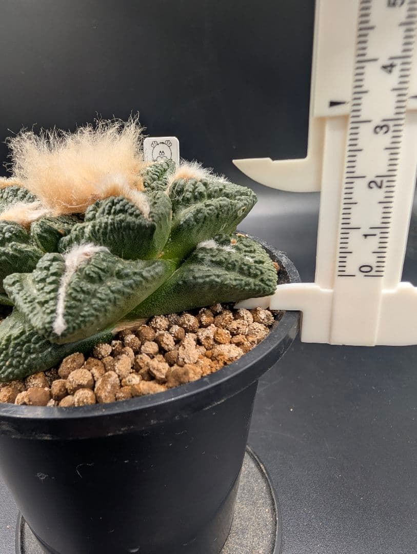 み*ん様 亀甲牡丹 国内実生 鉢植え メルカリ便送料込み