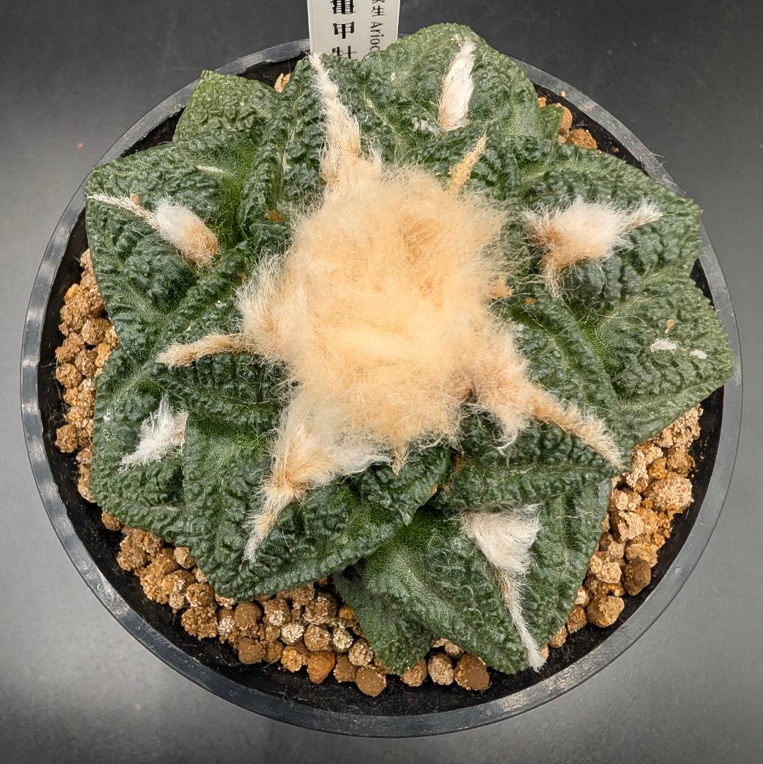 み*ん様 亀甲牡丹 国内実生 鉢植え メルカリ便送料込み