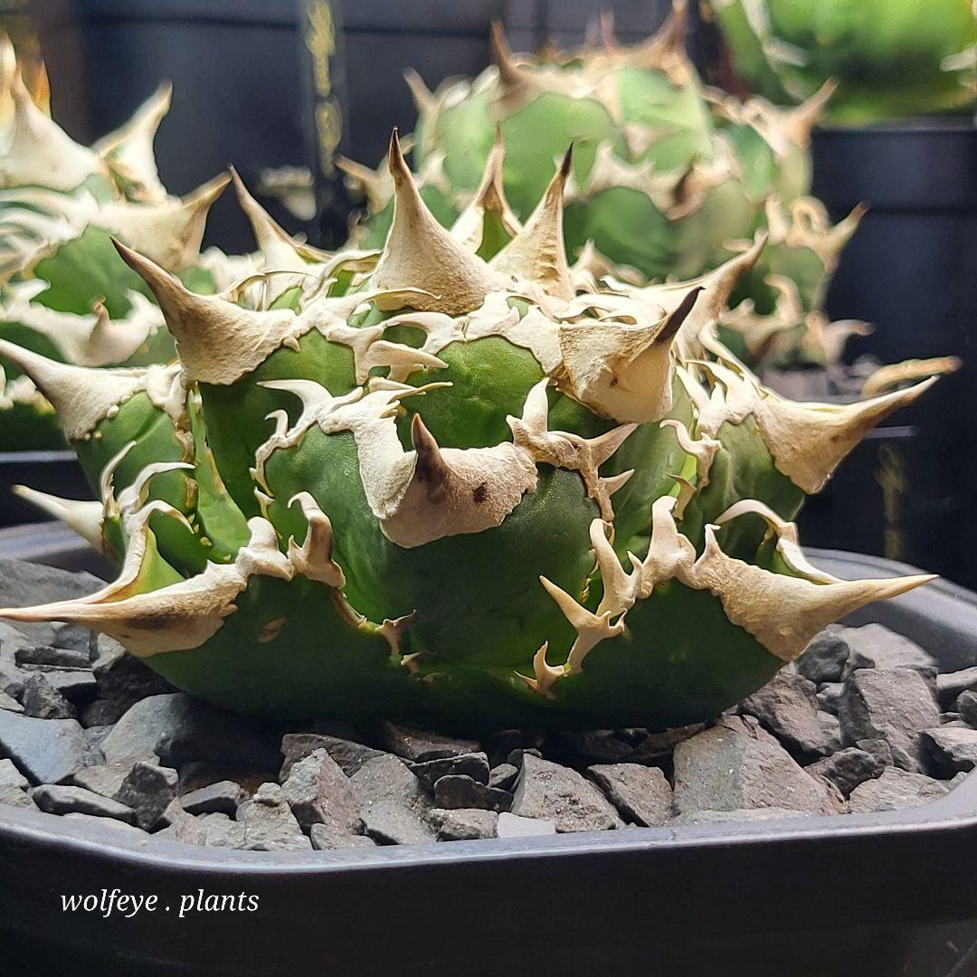 アガベ チタノタ 大白鯊 PUP ホホジロザメ lize産