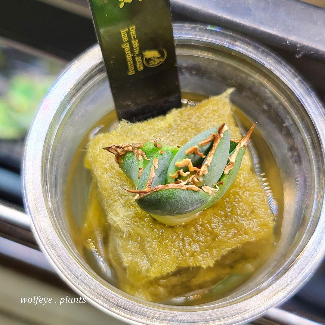 アガベ チタノタ 大白鯊 PUP ホホジロザメ lize産