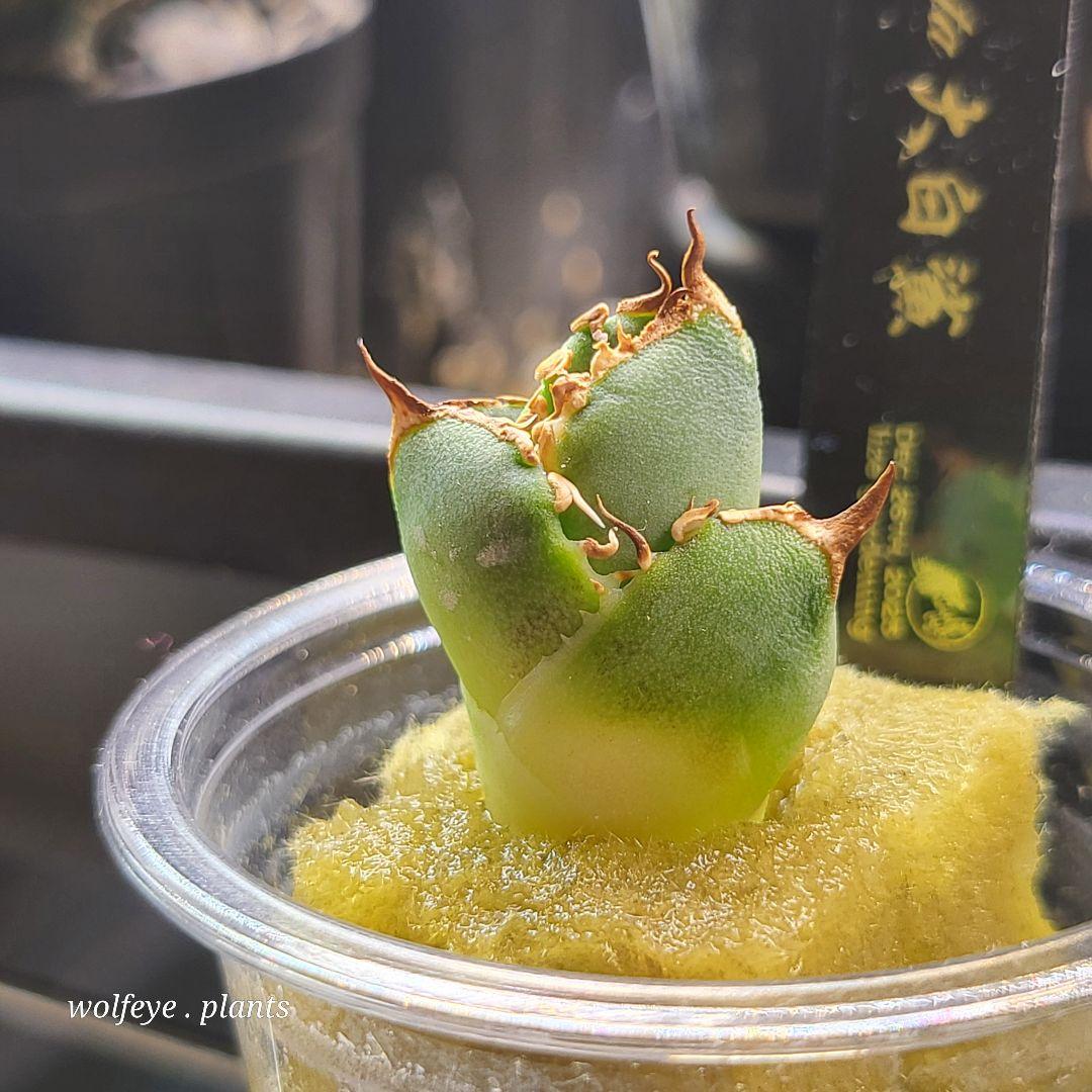 アガベ チタノタ 大白鯊 PUP ホホジロザメ lize産