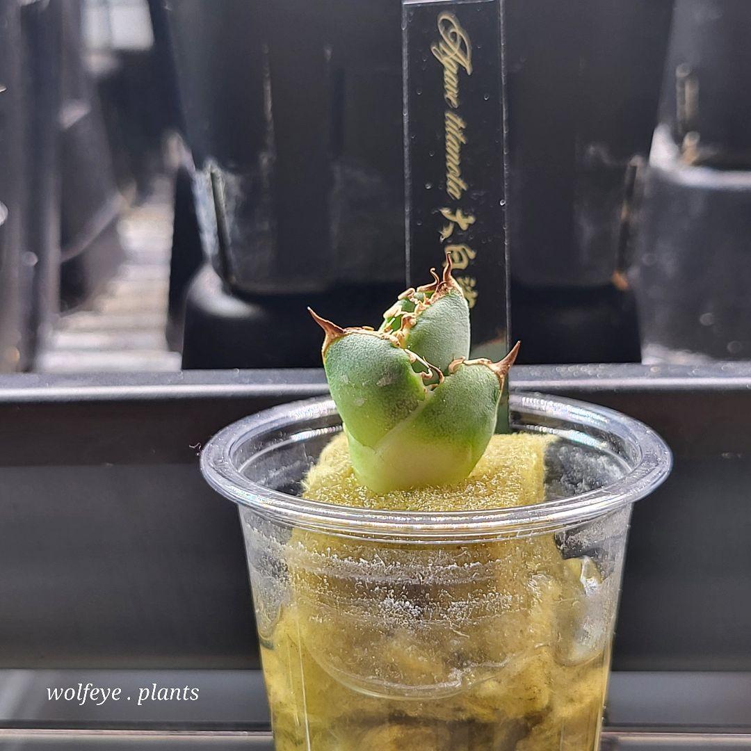 アガベ チタノタ 大白鯊 PUP ホホジロザメ lize産