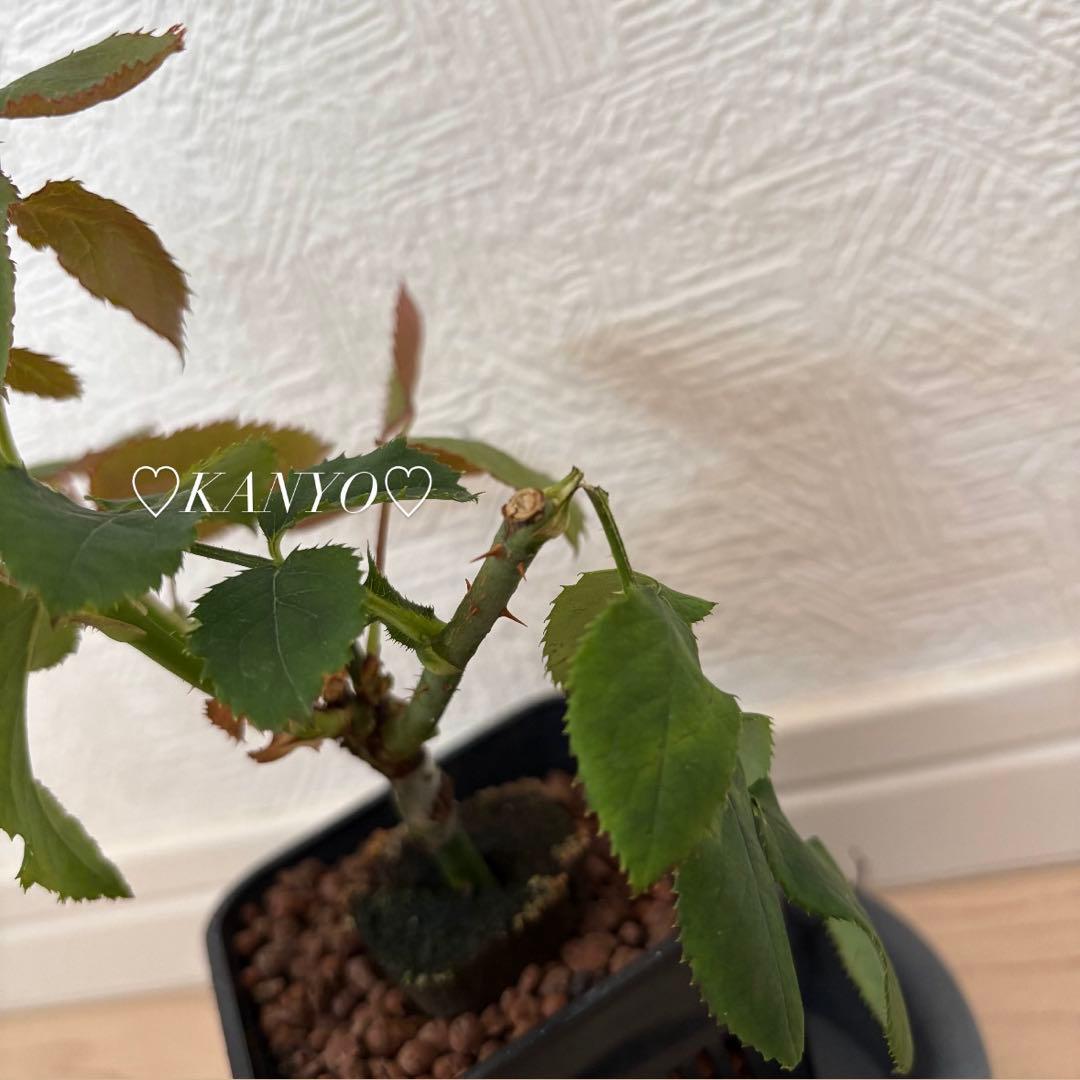 バラ苗　和バラ　ペリアン　正規品