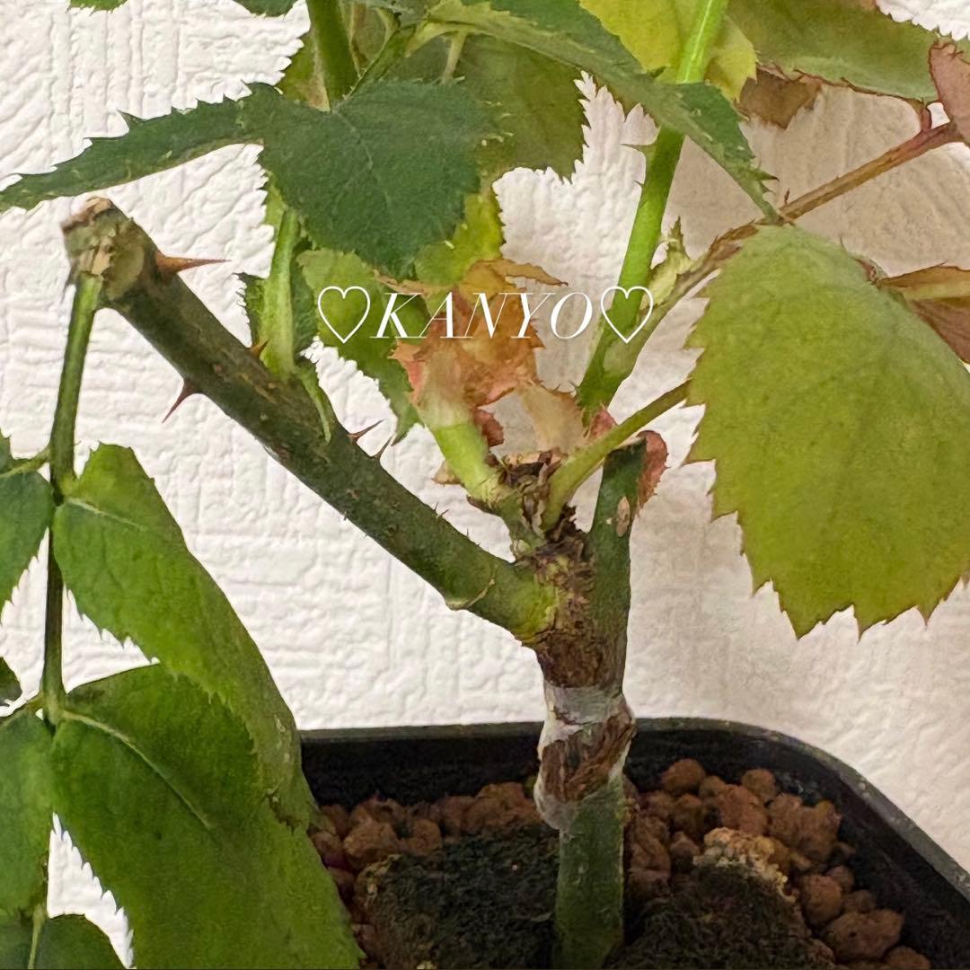 バラ苗　和バラ　ペリアン　正規品