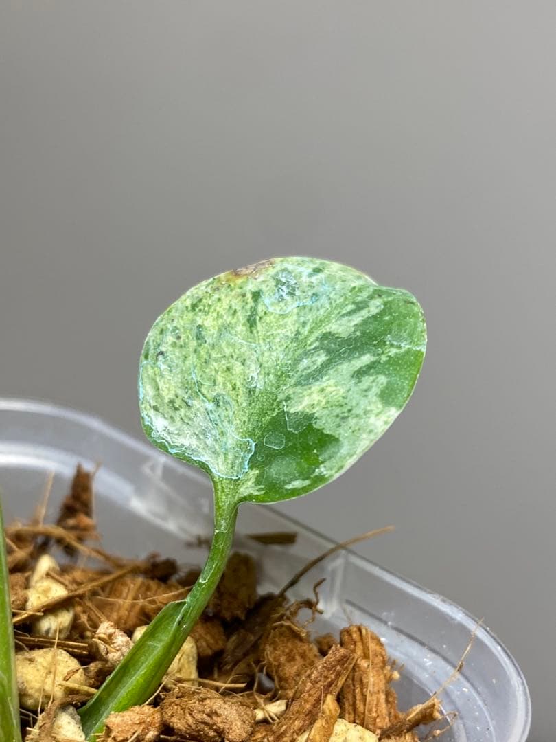 ご*ん様 【全葉斑入り‼️】モンステラ　デリシオーサ　バルバソー　フシギダネ/