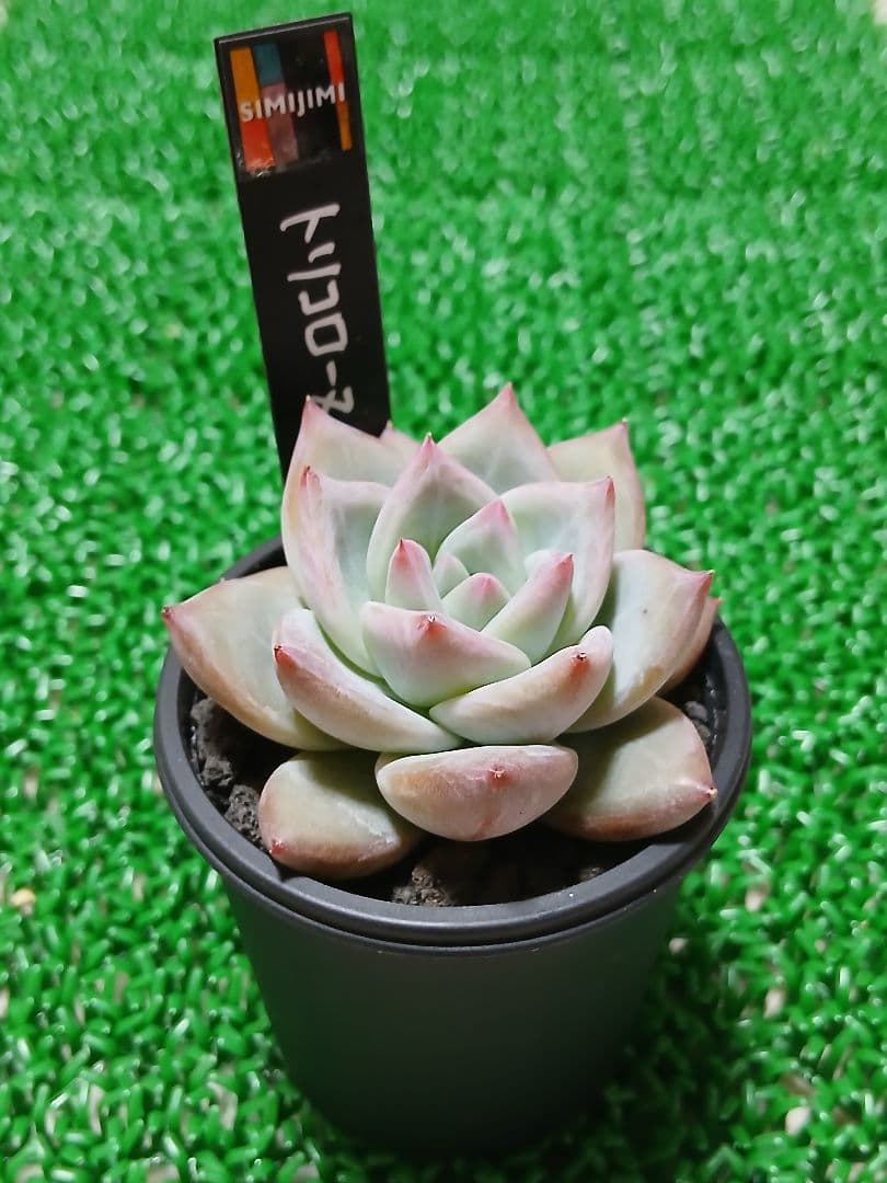 ふ*☆様 【SIMIJIMIさん苗】新作 命名株 トリコローヌ【札付き】希少苗