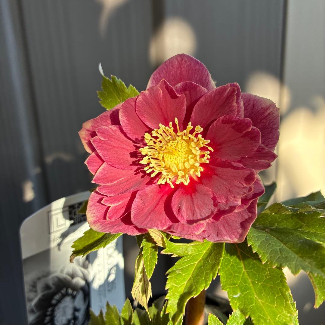 ♡広瀬園芸♡ レッドピンク　白抜け　ソレイユ系