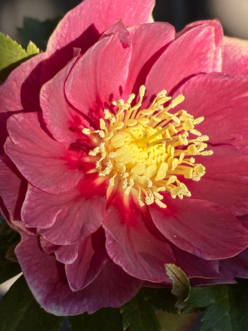 ♡広瀬園芸♡ レッドピンク　白抜け　ソレイユ系