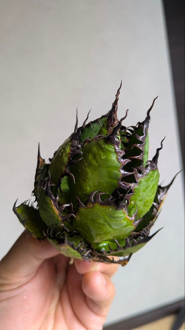 【超コンパクト】アガベ　ホリダ　強棘③検チタノタ　オテロイ　オアハカ　実生　陽炎