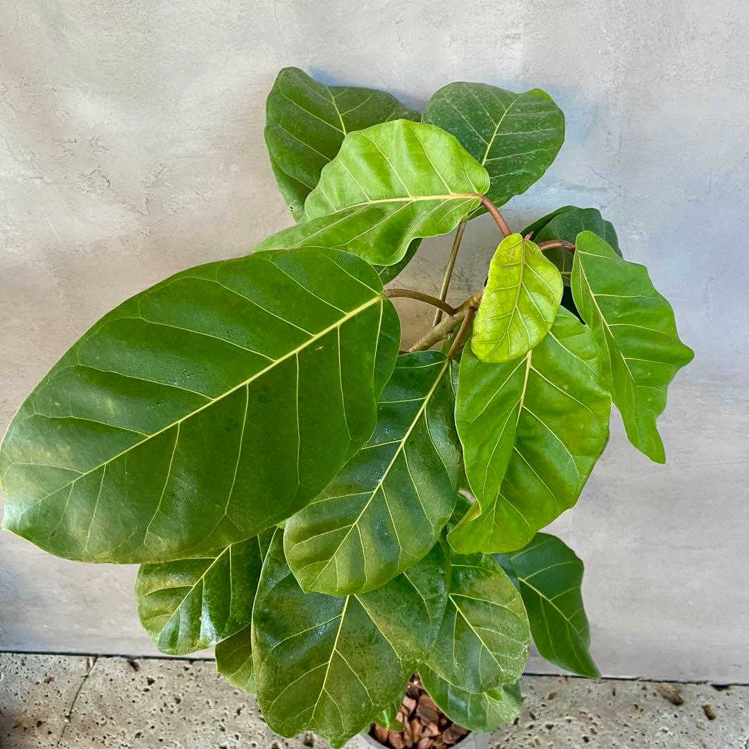 希少　フィカス　アフリカンプリンス　曲がり仕立て　陶器鉢　植え込み発送