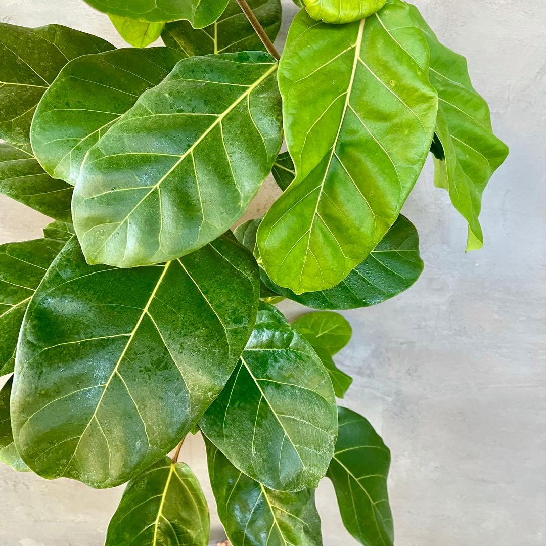 希少　フィカス　アフリカンプリンス　曲がり仕立て　陶器鉢　植え込み発送