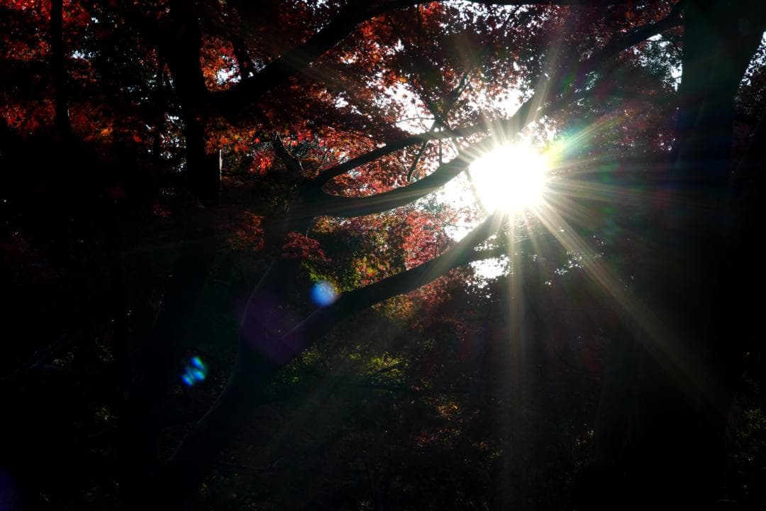 【希少・銘玉】Carl Zeiss Makro Planar 100mm f2