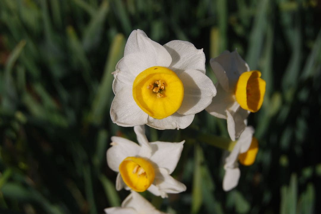 【撮影確認済】Nikon D40X レンズキット（マスターガイド付）ジャンク扱い