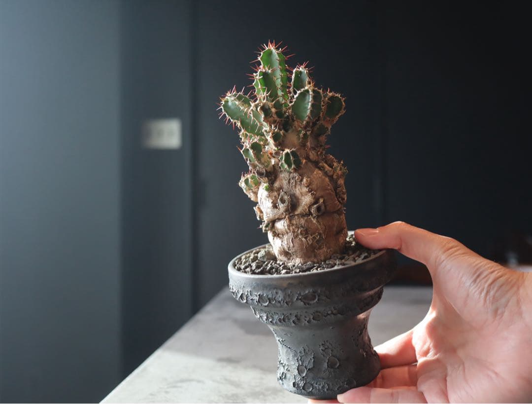 手乗り株　発根済み　ユーフォルビア　ムランジーナ現地株