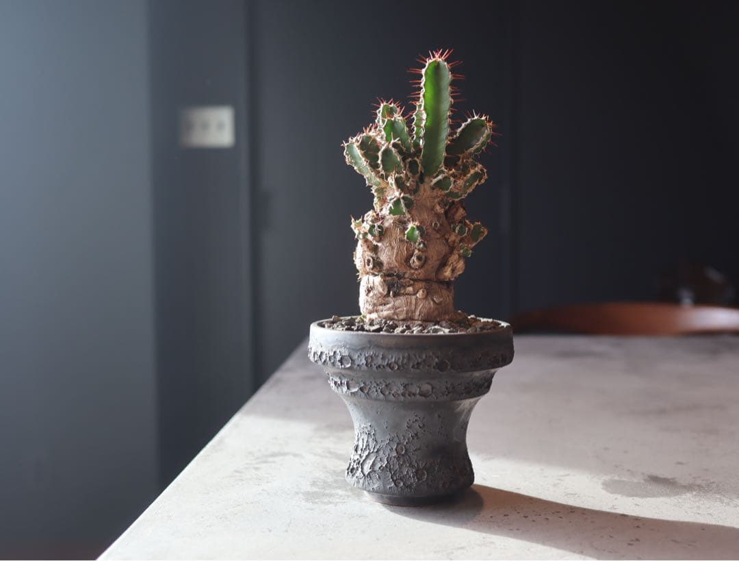 手乗り株　発根済み　ユーフォルビア　ムランジーナ現地株