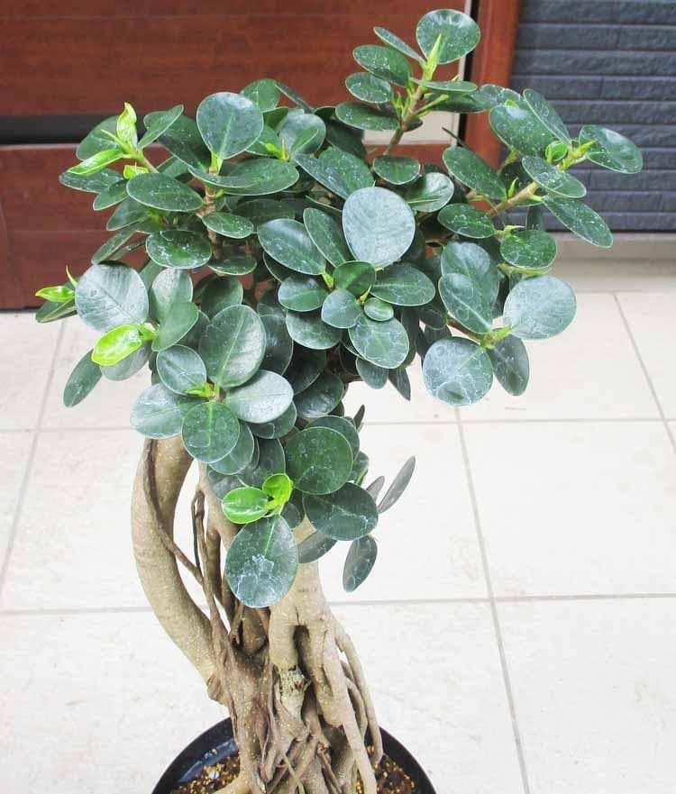 【現品】パンダガジュマル （ぱんだ・ガジュマル）（パンダ・ガジュマル）8号　W7