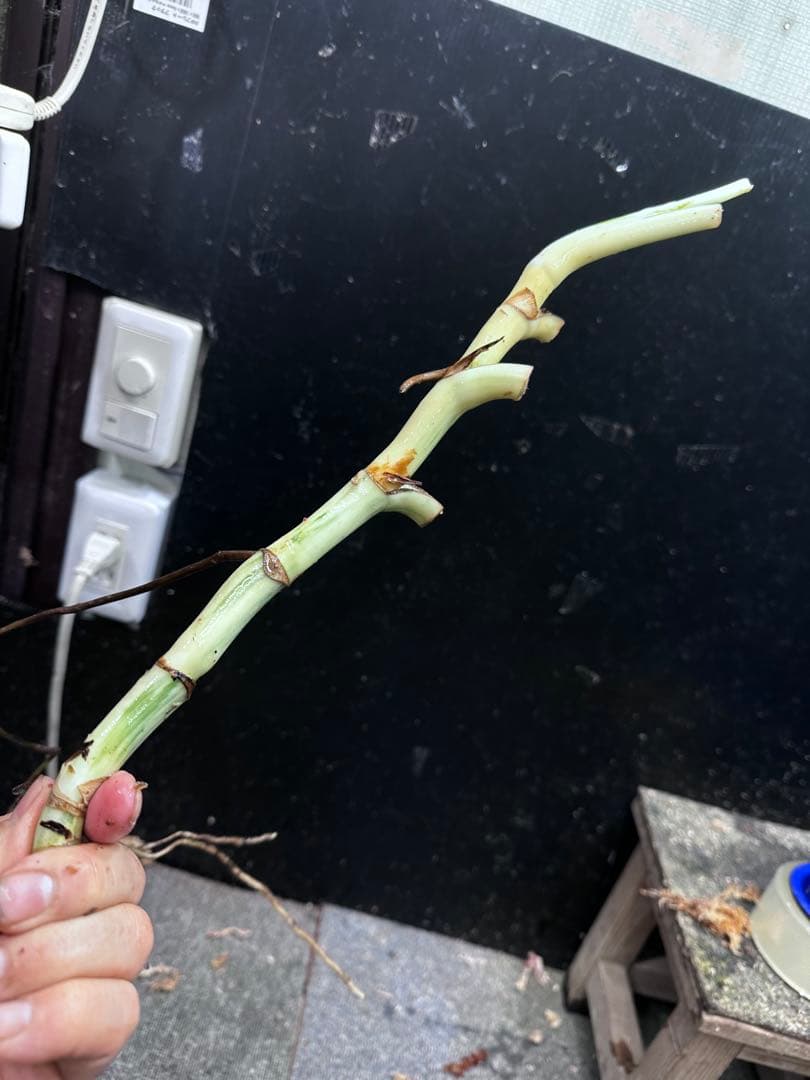 し*★様 斑入りモンステラホワイトタイガー大茎6株おまとめ