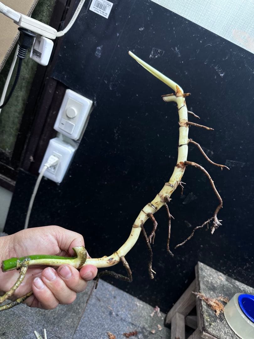 し*★様 斑入りモンステラホワイトタイガー大茎6株おまとめ