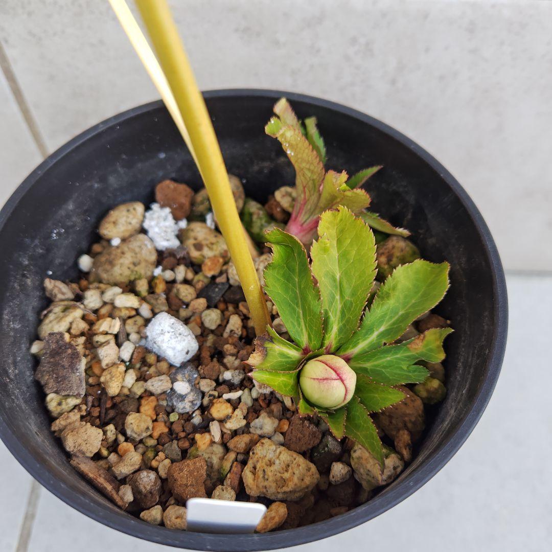 な*ず様 クリスマスローズ 大木ナーセリー Ｆｕｏｊｉｔａ(フジタ) 株分け