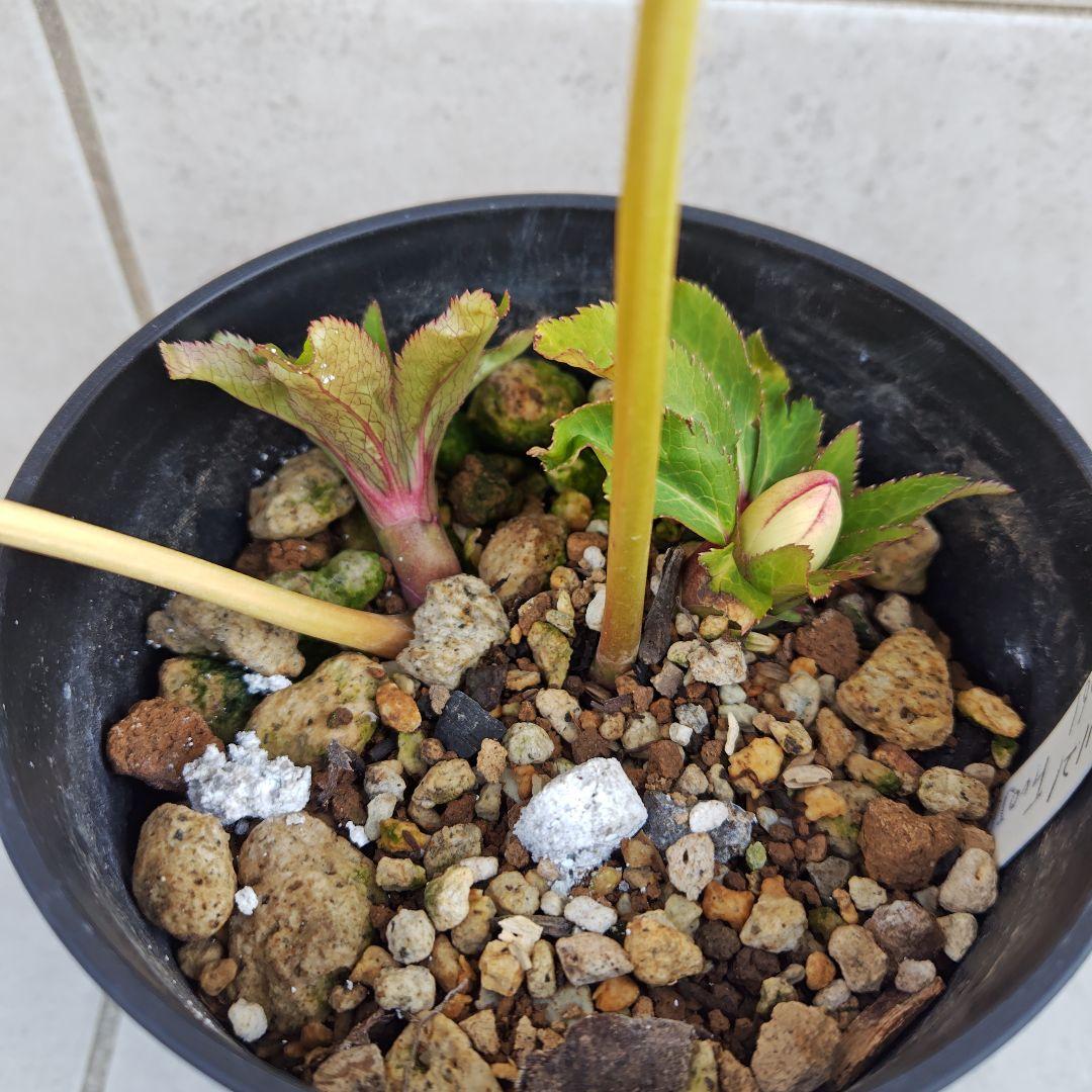 な*ず様 クリスマスローズ 大木ナーセリー Ｆｕｏｊｉｔａ(フジタ) 株分け