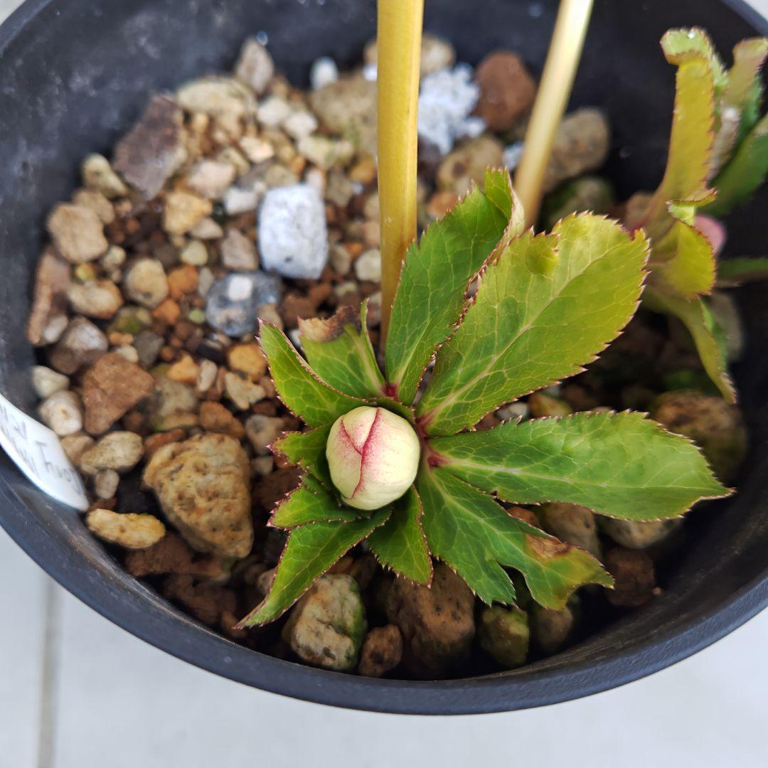 な*ず様 クリスマスローズ 大木ナーセリー Ｆｕｏｊｉｔａ(フジタ) 株分け