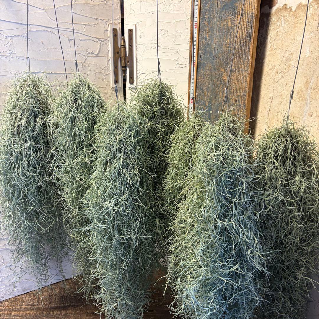 【2/1限定】　エアープランツ　チランジア　ウスネオイデス　8束　　オマケ付き