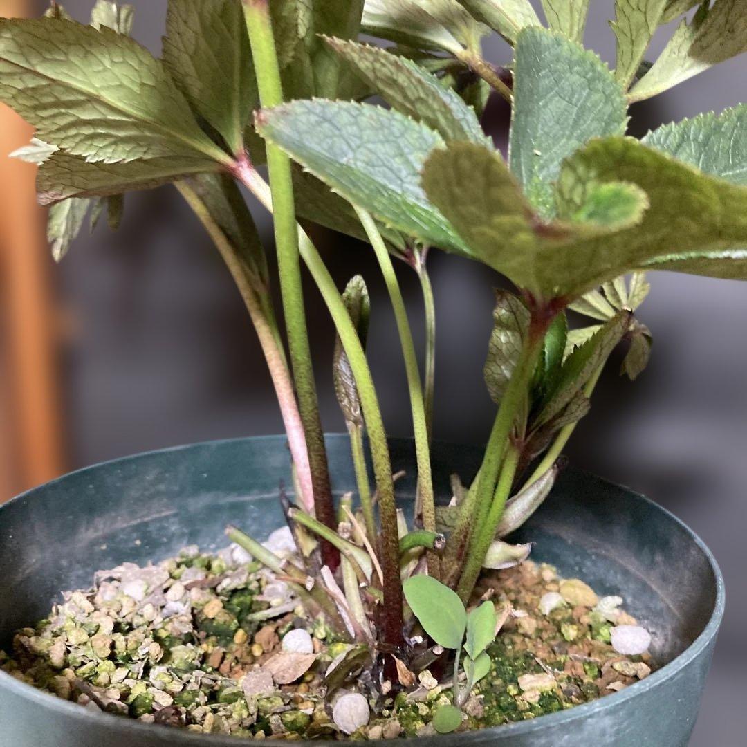 まい3点おまとめ 分割クリスマスローズ雅紫色の花