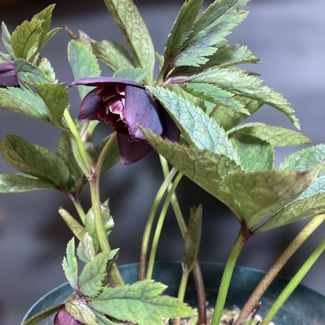 まい3点おまとめ 分割クリスマスローズ雅紫色の花