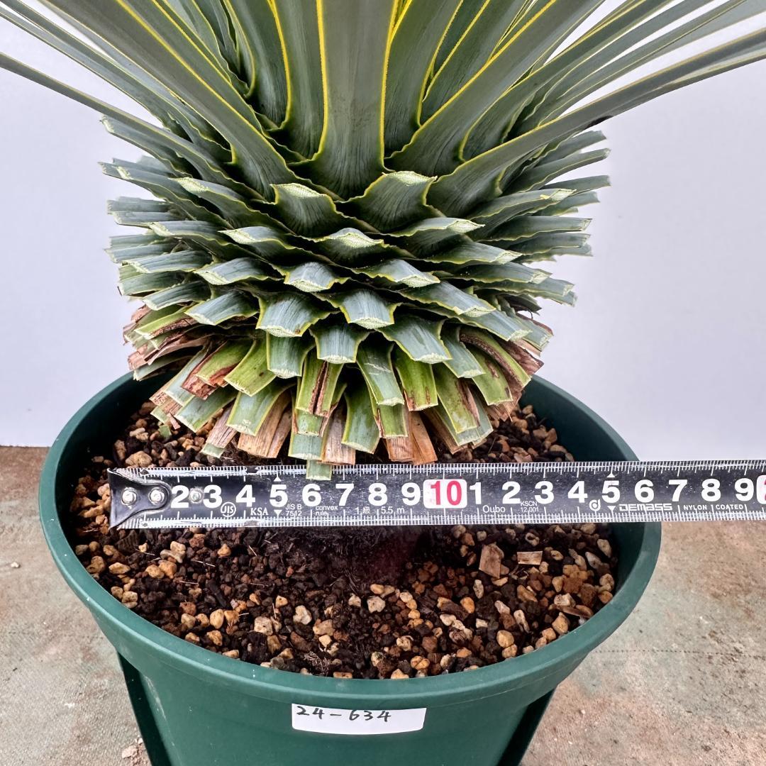 ユッカ　ロストラータ【24-634】超美形　シルバーブルー