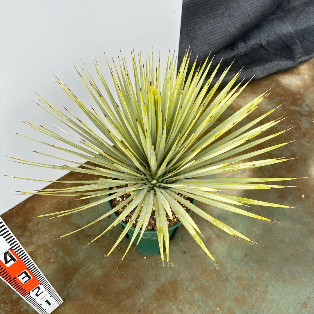 ユッカ　ロストラータ【24-663】超美形　シルバーブルー