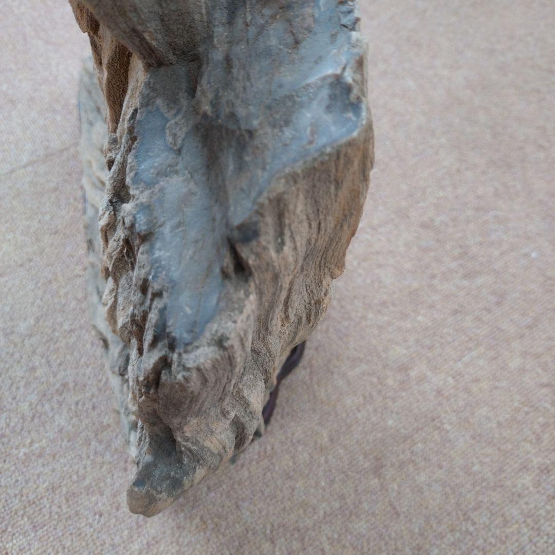 珪化木　水石　鑑賞用