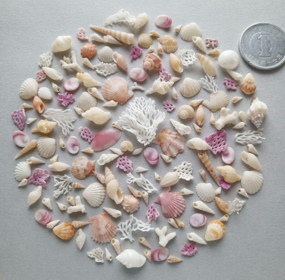 なつ様 リクエスト 10点 まとめ商品　貝殻