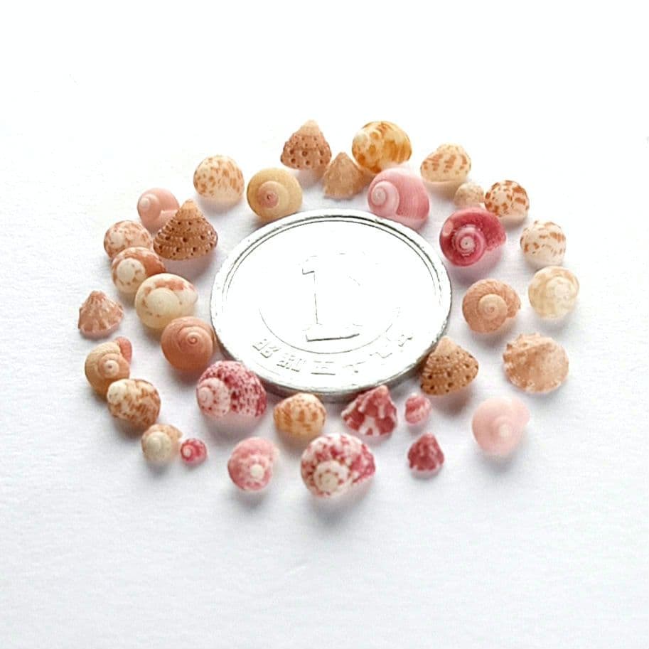 なつ様 リクエスト 10点 まとめ商品　貝殻