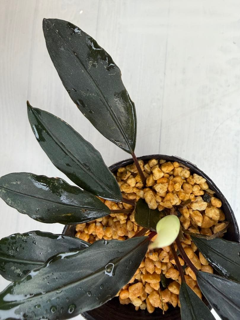 ユ*ケ様 ⭐︎Bucephalandra motleyana 根伏せ苗 中株 /