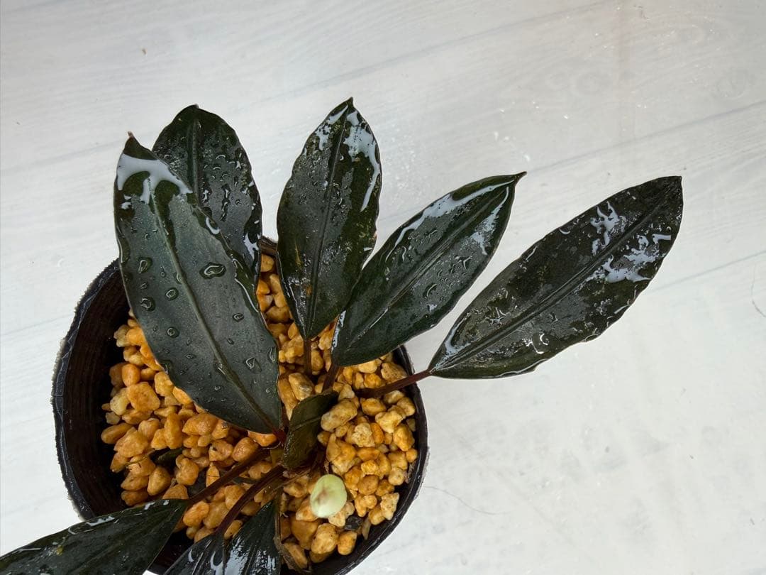 ユ*ケ様 ⭐︎Bucephalandra motleyana 根伏せ苗 中株 /