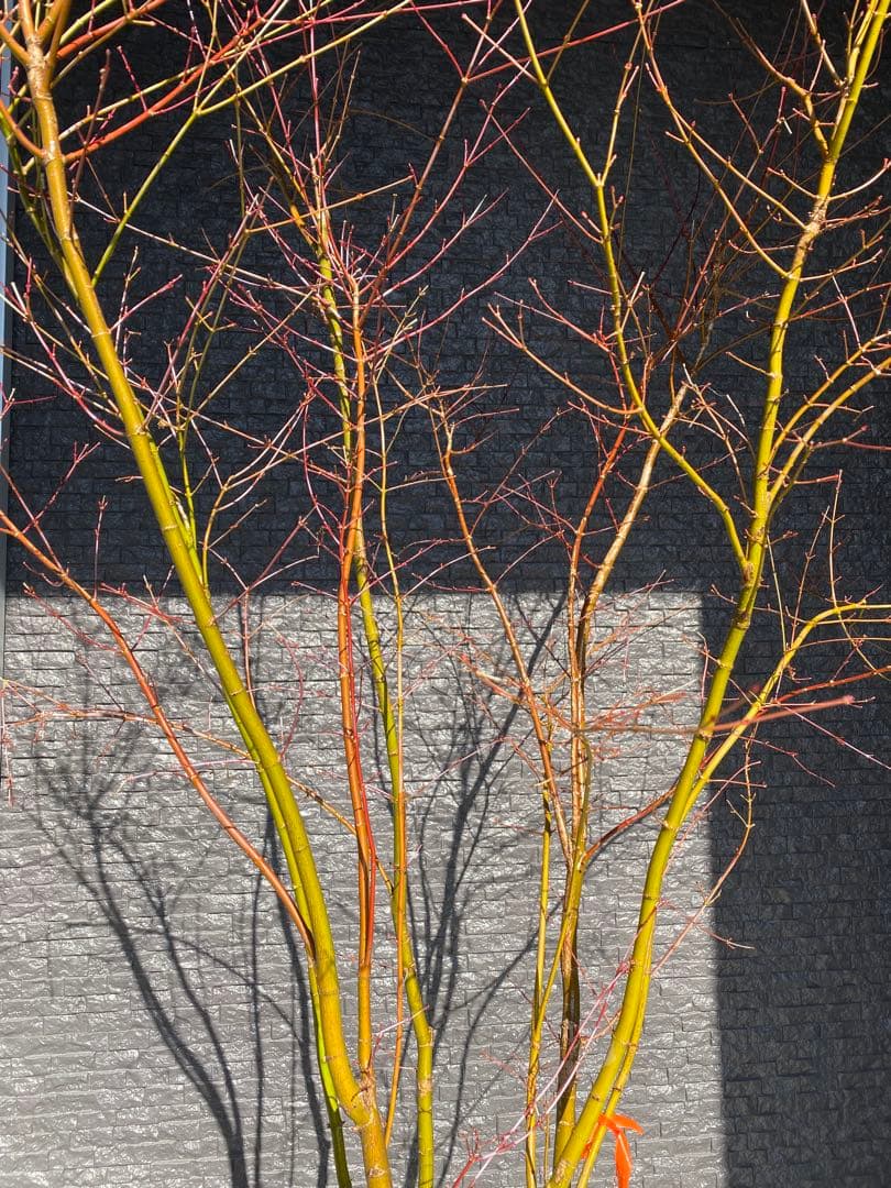 イロハモミジ　樹高H1.6m ５本立ち