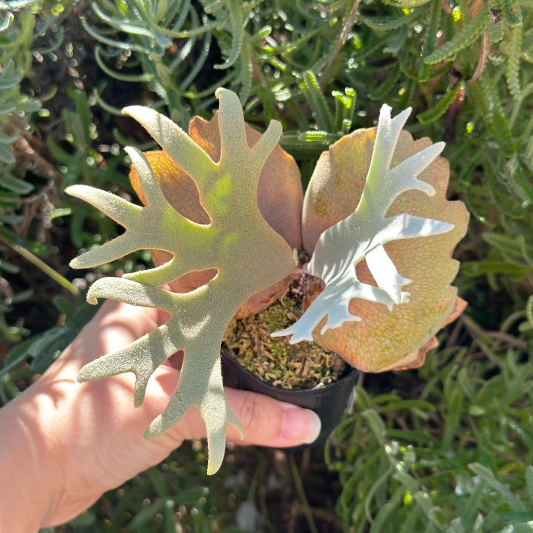 速達！！P. willinckii ’Jenny’ TC 2839