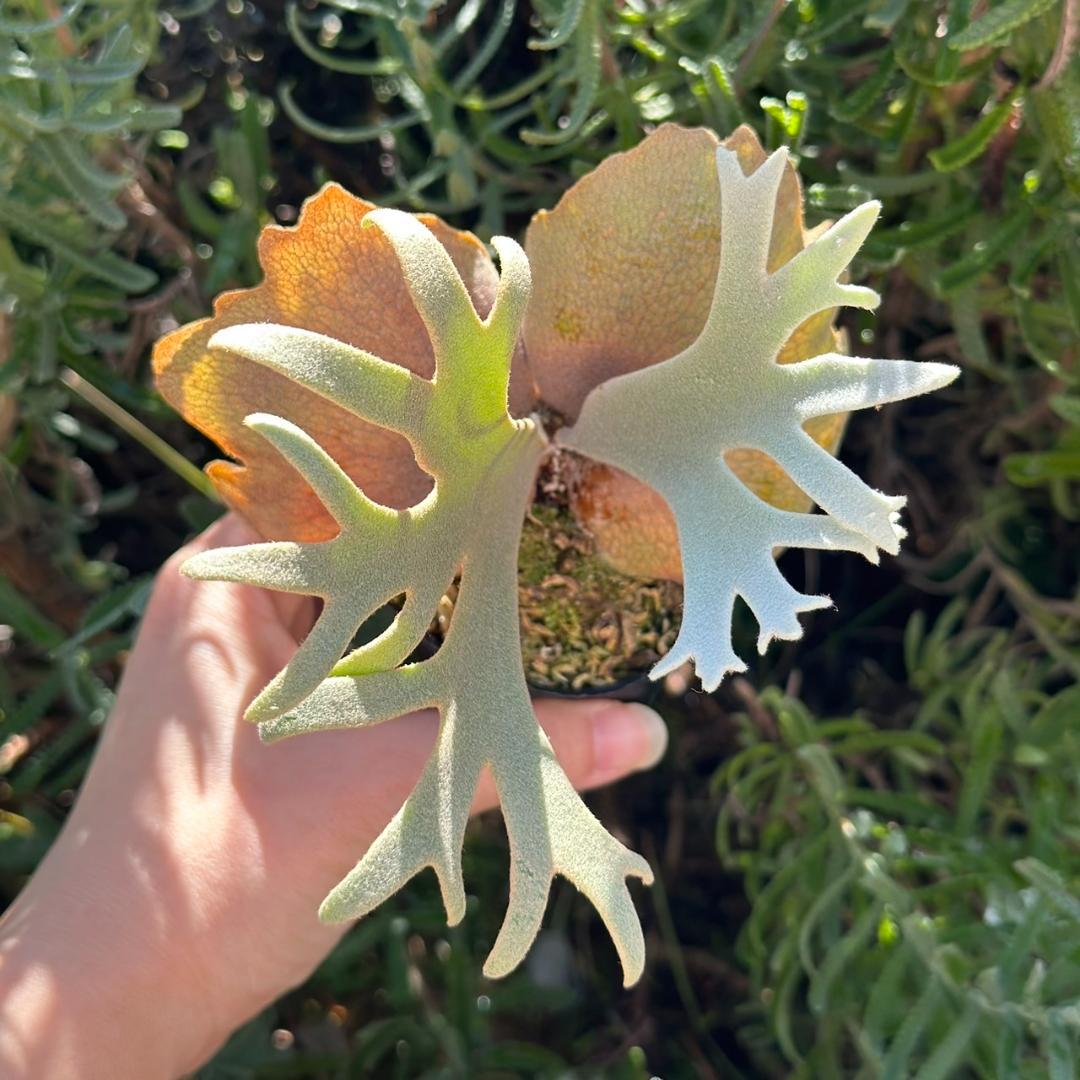 速達！！P. willinckii ’Jenny’ TC 2839