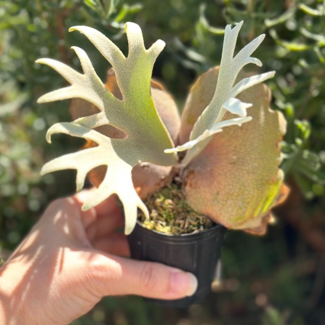 速達！！P. willinckii ’Jenny’ TC 2839