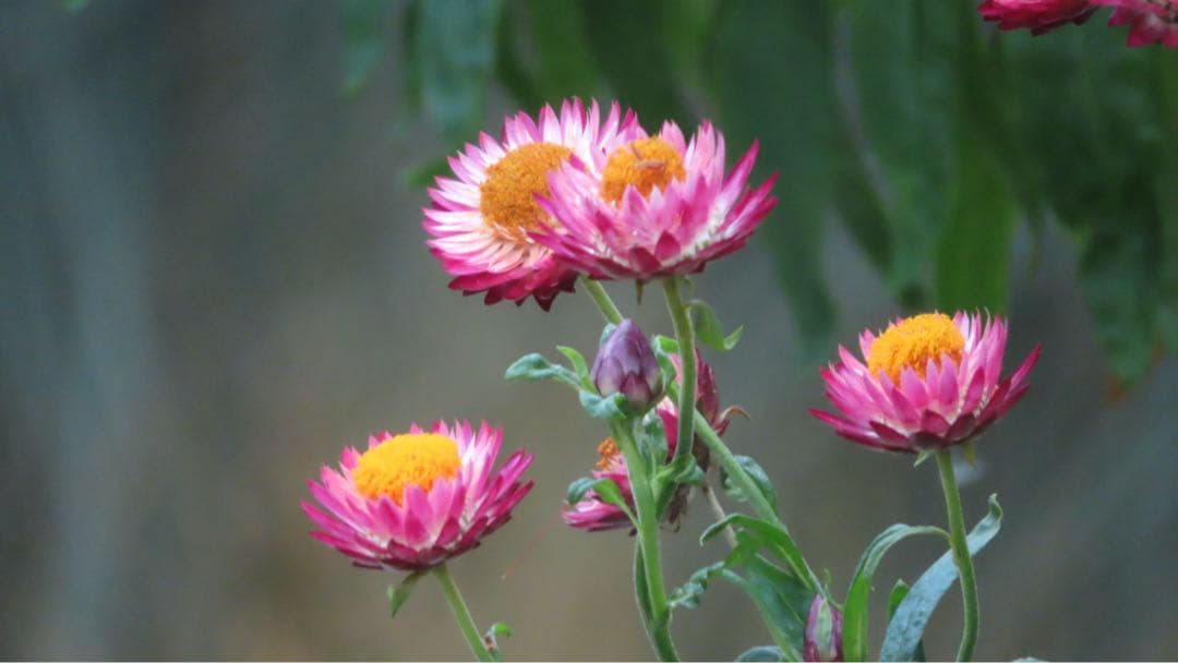 Canon PowerShot SX740HS 全付属品　追加バッテリー　箱付き