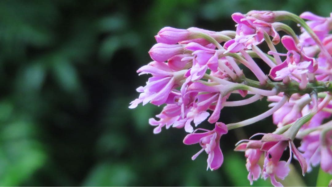 Canon PowerShot SX740HS 全付属品　追加バッテリー　箱付き