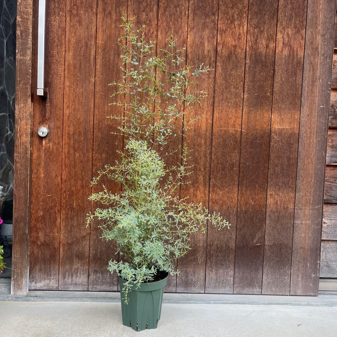 【必見★】ユーカリ　フランスブルーレンガン