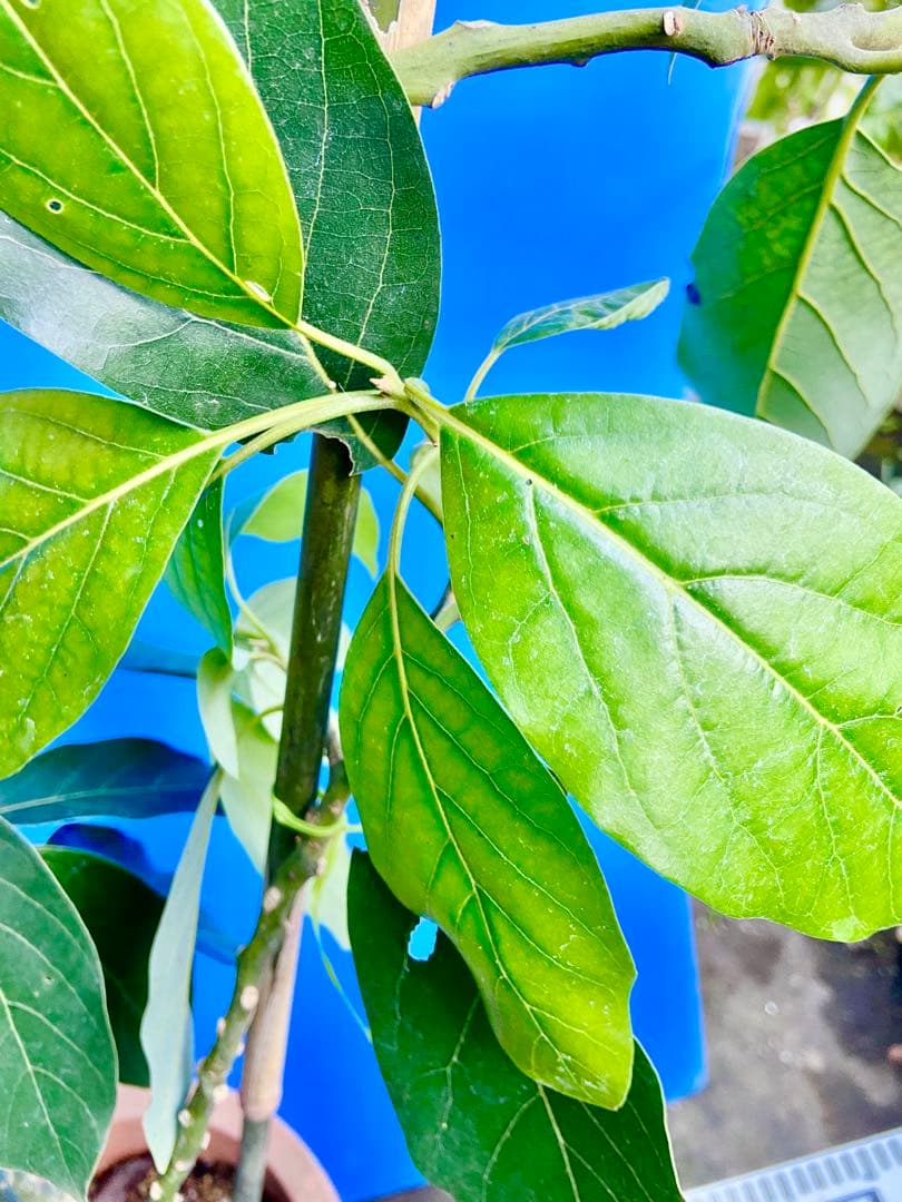 ❶アボカドＢ接木苗 耐寒性 人気種