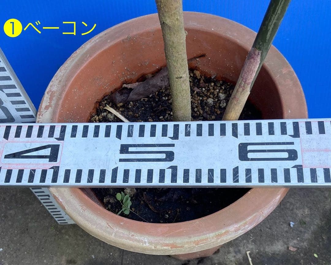 ❶アボカドＢ接木苗 耐寒性 人気種