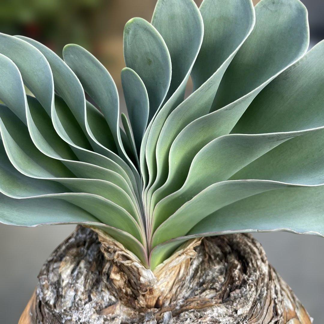 の*う様 ブーファン ハエマンソイデス