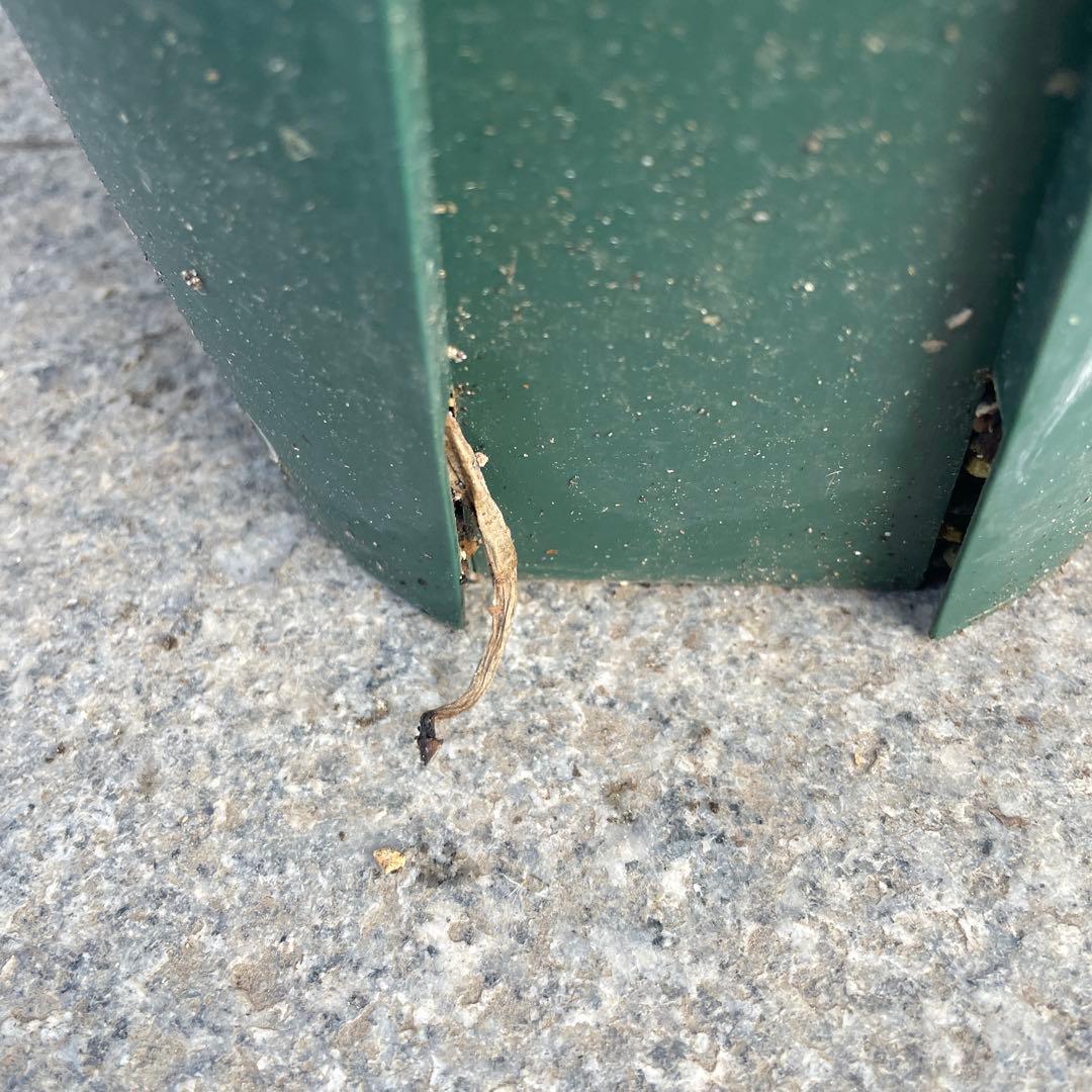 の*う様 ブーファン ハエマンソイデス