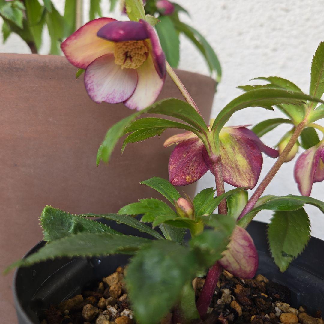 な*ず様 クリスマスロース株分け(大木ナーサリー　フジタ交配)